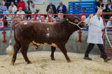 Longtown Mart Pedigree Beef Shorthorn Breeding Females and Bulls 26-8-2019 - lot 83 sold for 3800 gns Bull from Mark Runciman and Ptnrs-2